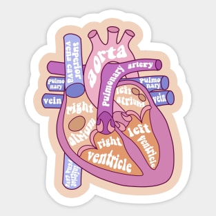 Anatomical heat - human heart Sticker